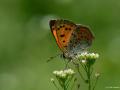 Lycaena ottomanus (Osmanlıateşi)